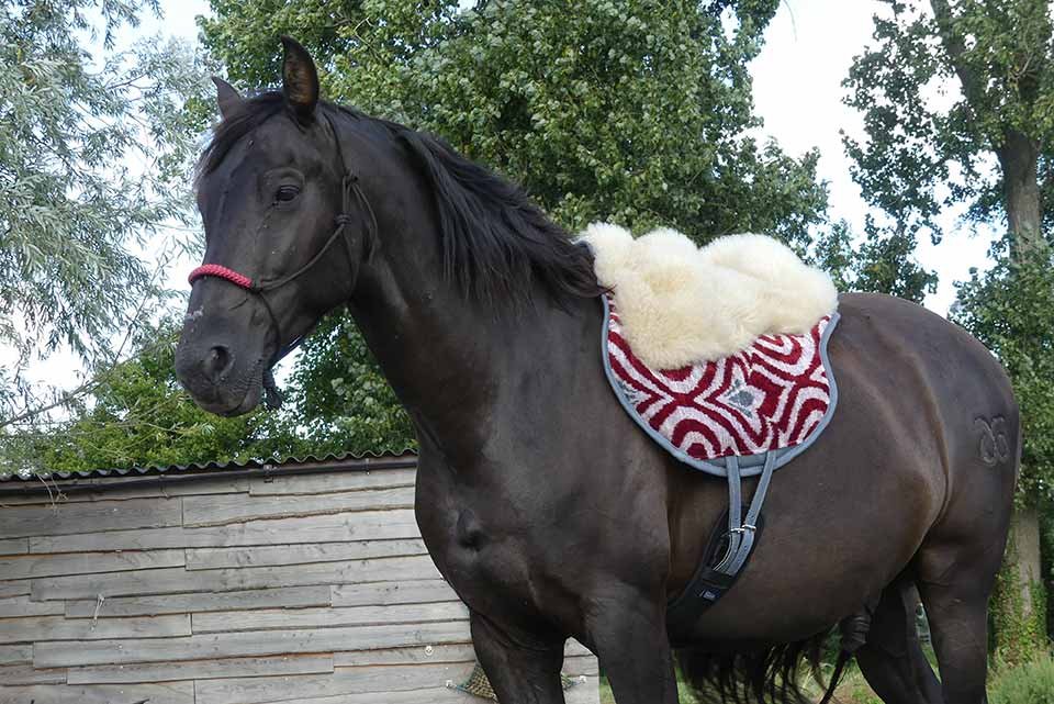 paard5